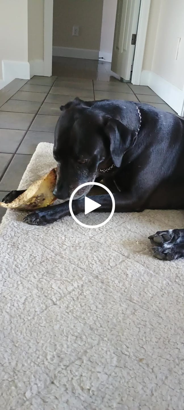 Customer video review of Chest Bone (11" x 6"x 3”): The Durable, Flavor-Packed Chew for Light and Moderate Chewers