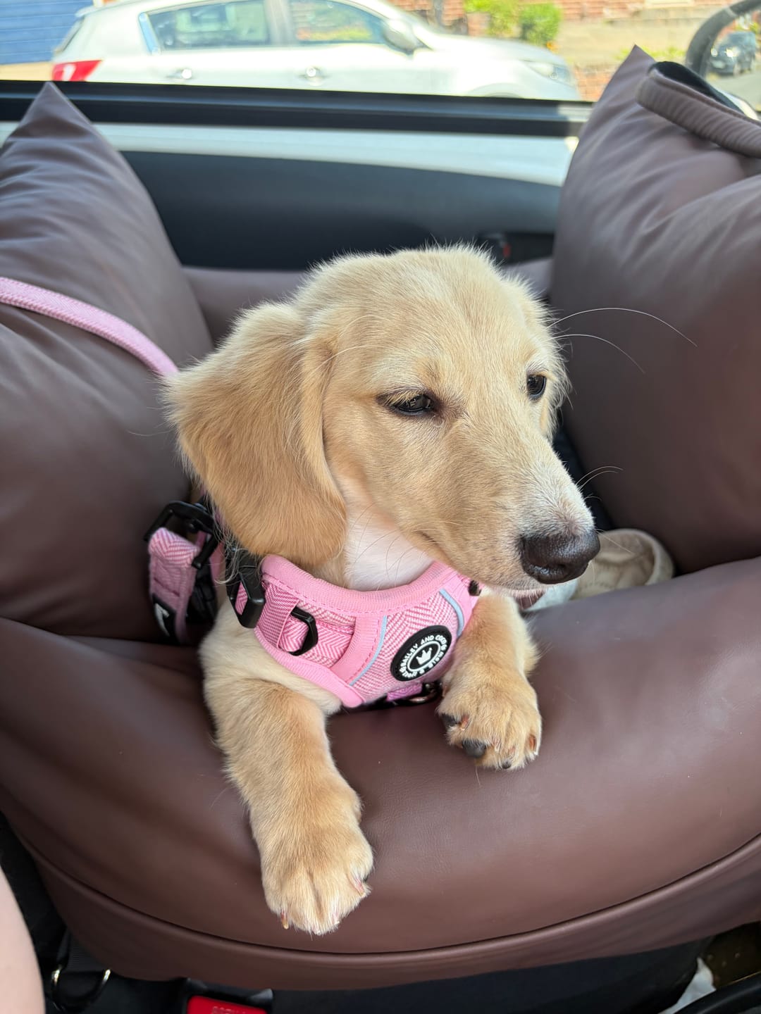 Customer photo review of Bubblegum Pink Tweed Dog Harness - No Pull & Reflective | Trail & Glow®