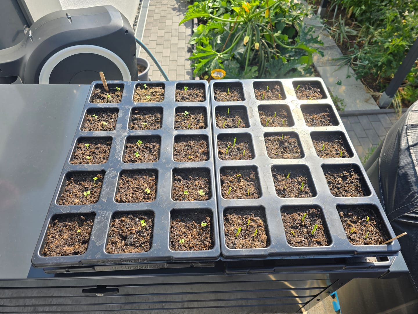 Customer photo review of QuickPot Anzuchtplatten