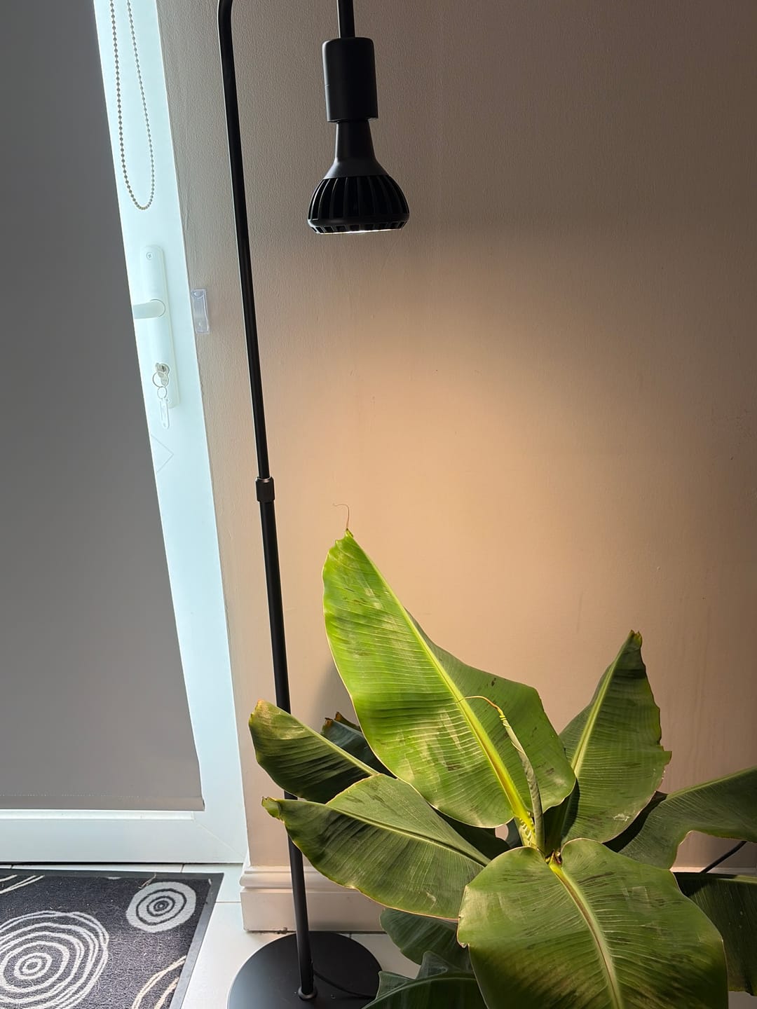 Customer photo review of Pianta Grow Light and Adjustable Floor Lamp Bundle