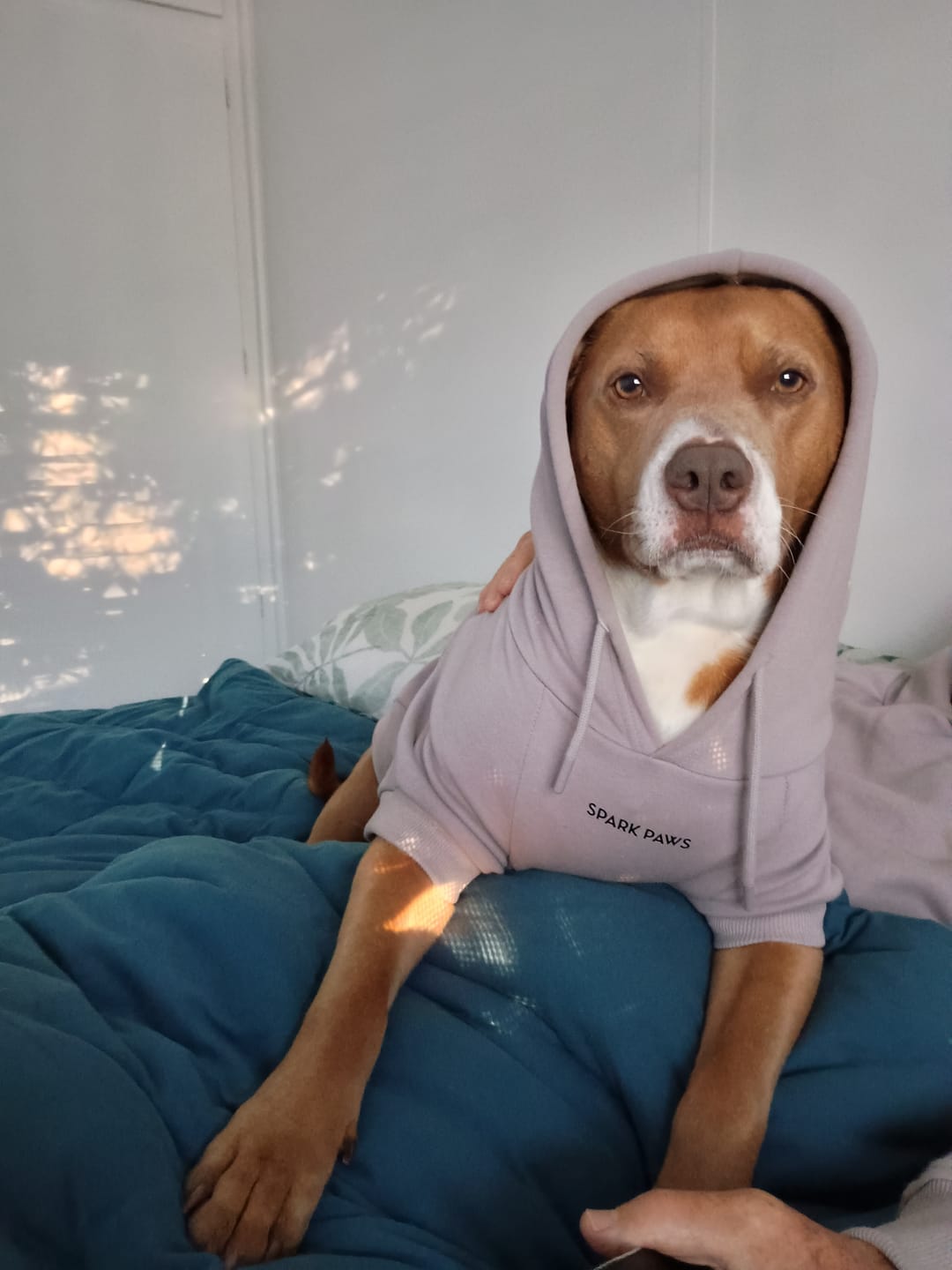 Customer photo review of Essential Dog Hoodie - Clay