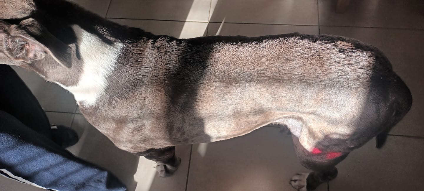 Customer photo review of Turkey for Dogs
