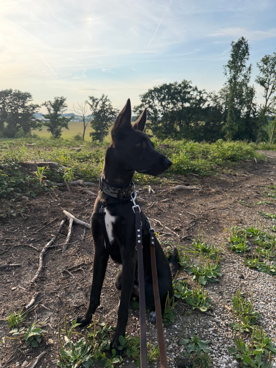 Customer photo review of Extreme Buckle Camo Black - Starkt och säkert hundhalsband