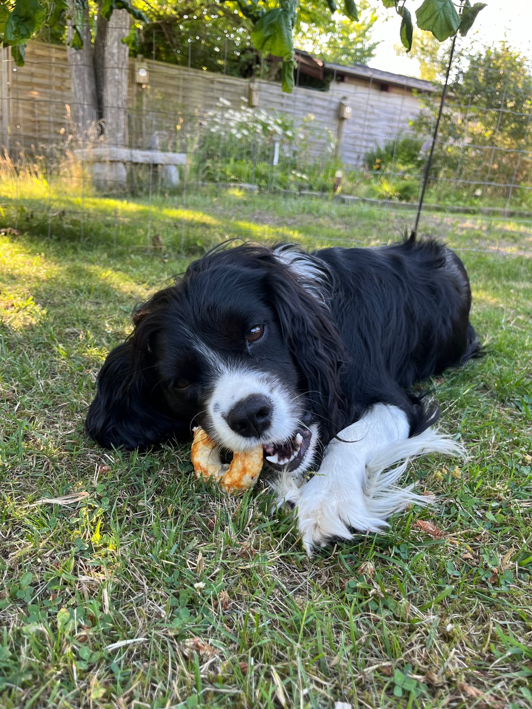 Customer photo review of Barkii - Kollagen Donuts m. And