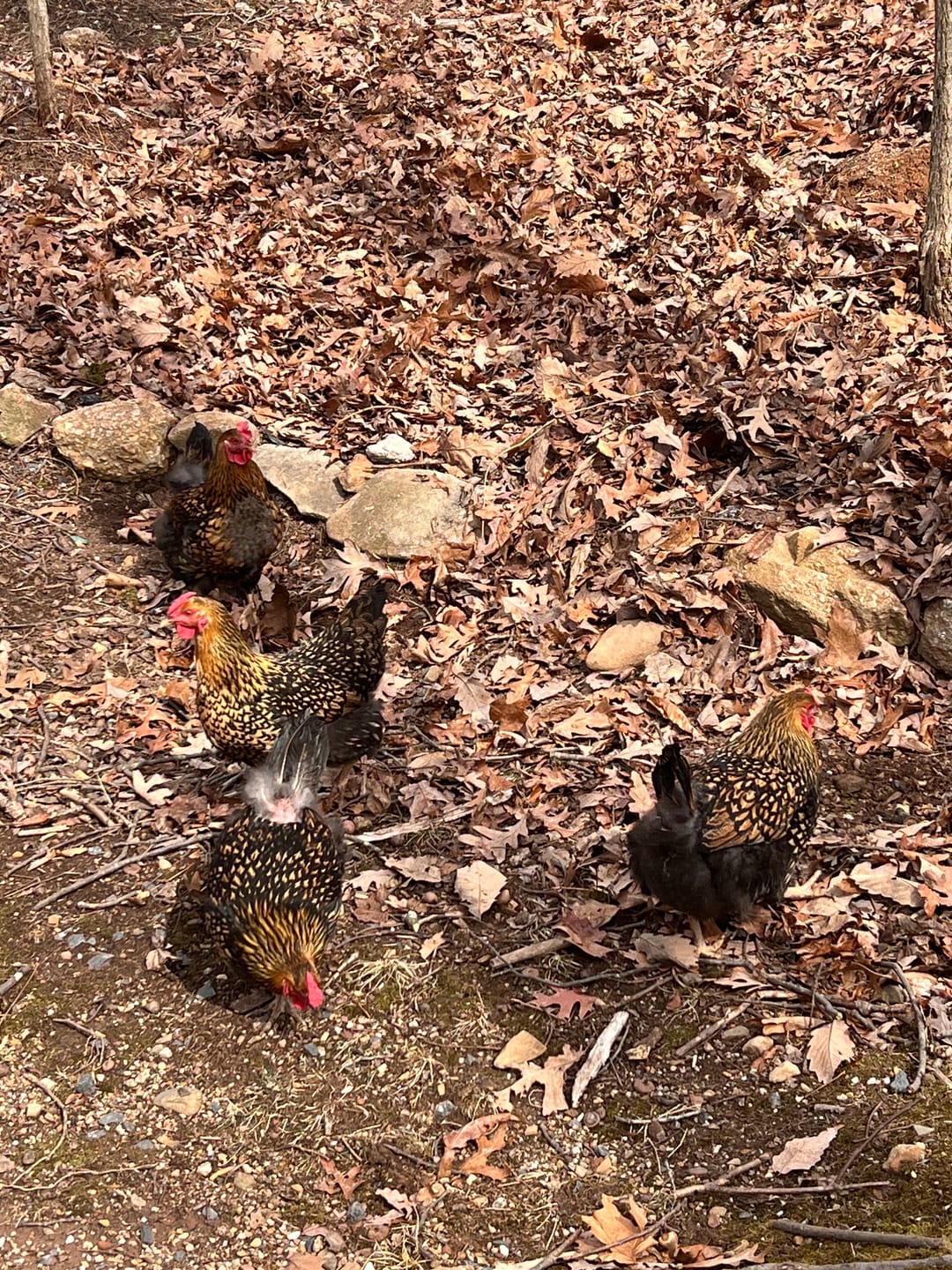 Customer photo review of Nesting Herbs - Control Odors & Keep Coops Mite & Lice-Free