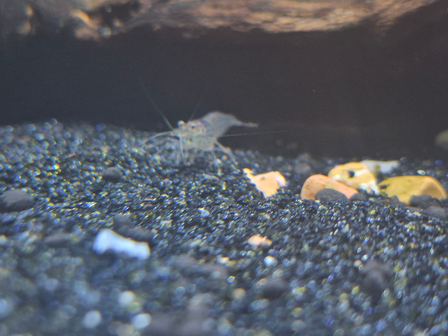 Customer photo review of Amano Shrimp