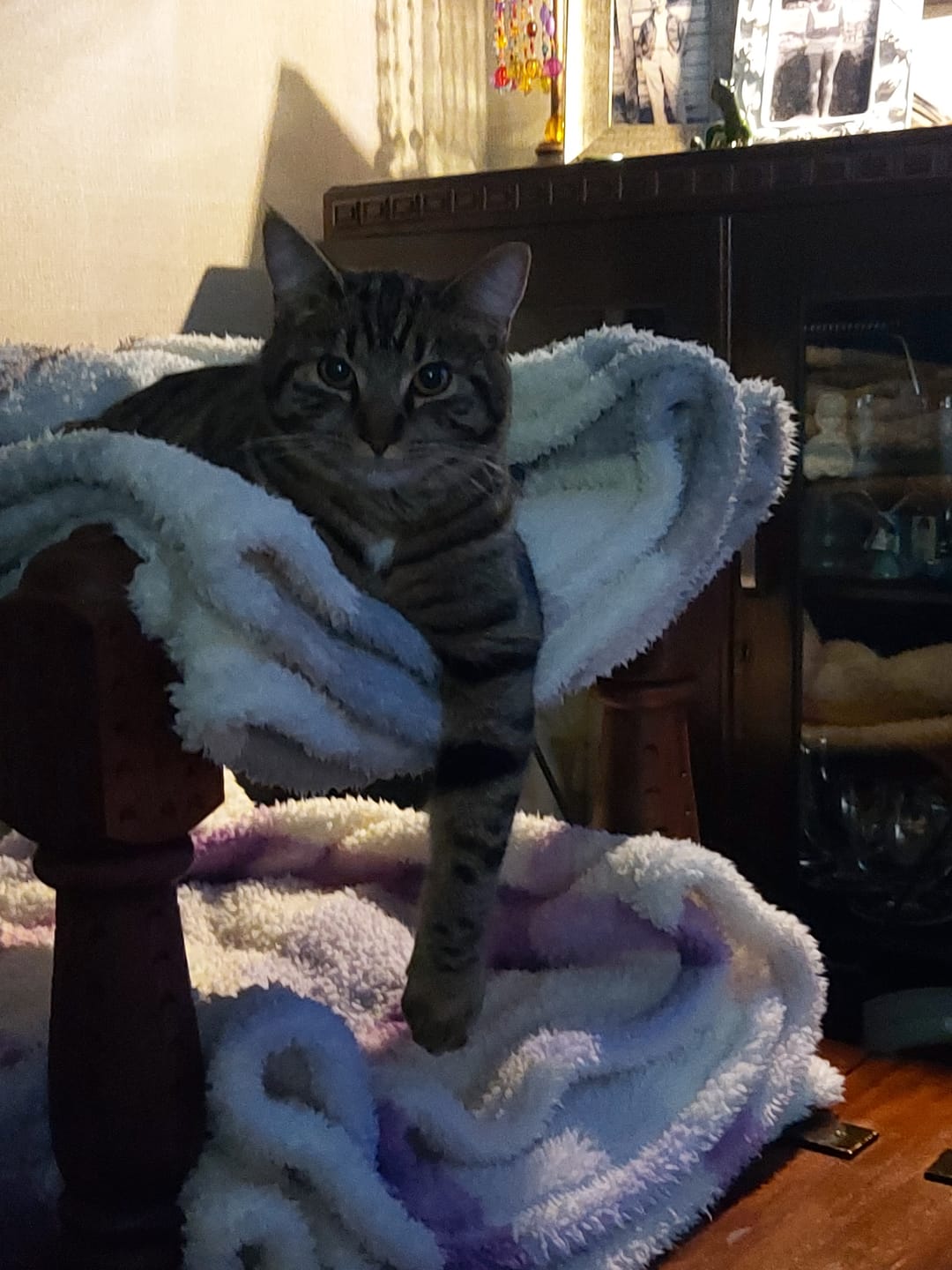 Customer photo review of Revolution PLUS for Medium Cats 2.5-5kg
