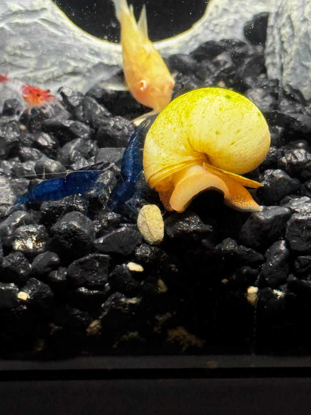 Customer photo review of Blue Dream Shrimp