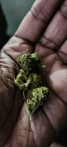 Blackberry™ – Feminized CBD Seeds photo review