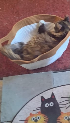 Customer photo review of Instinct Basket | Meet the first research-backed natural territory for indoor cats