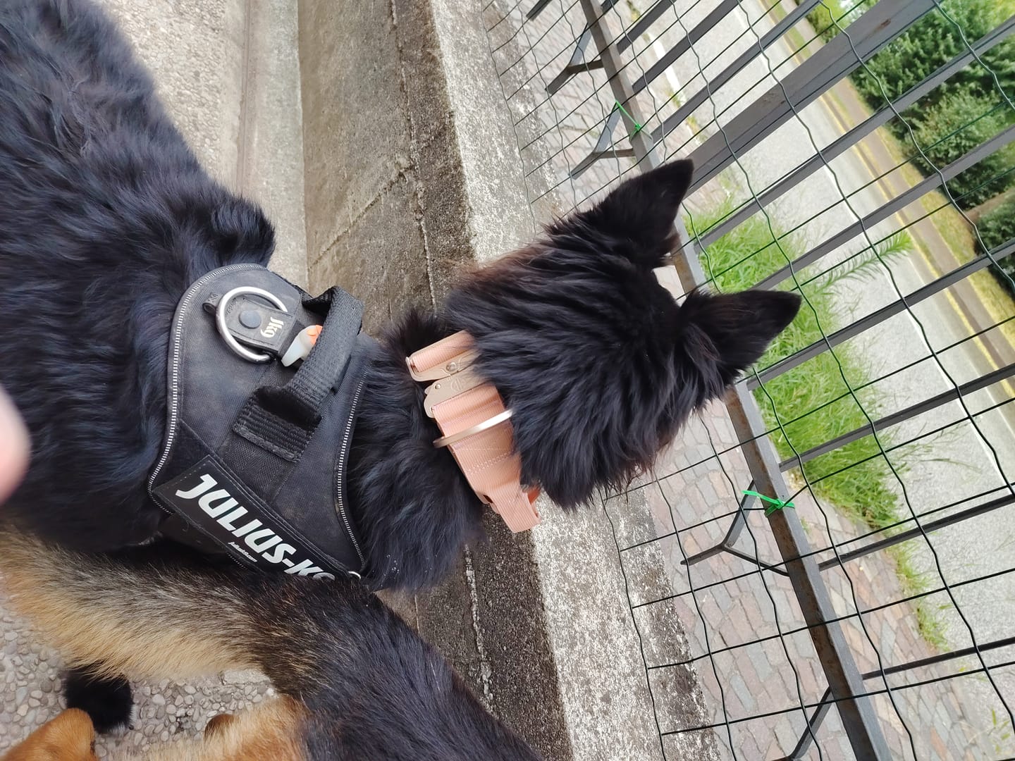 Customer photo review of Collare Crime 5cm