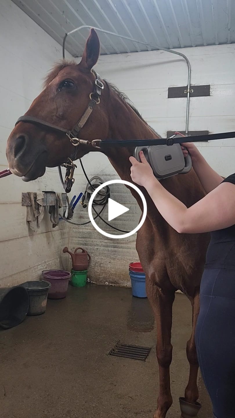 Customer video review of HorseHalo™ 8 Heads Red Light Massage Gun