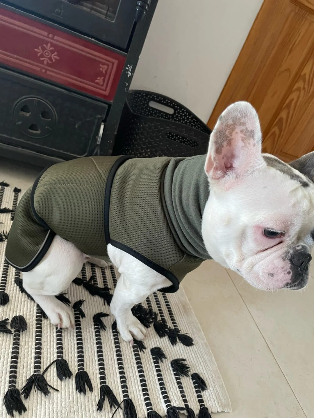 Customer photo review of CalmPaws — Anti Anxiety Calming Vest for Dogs