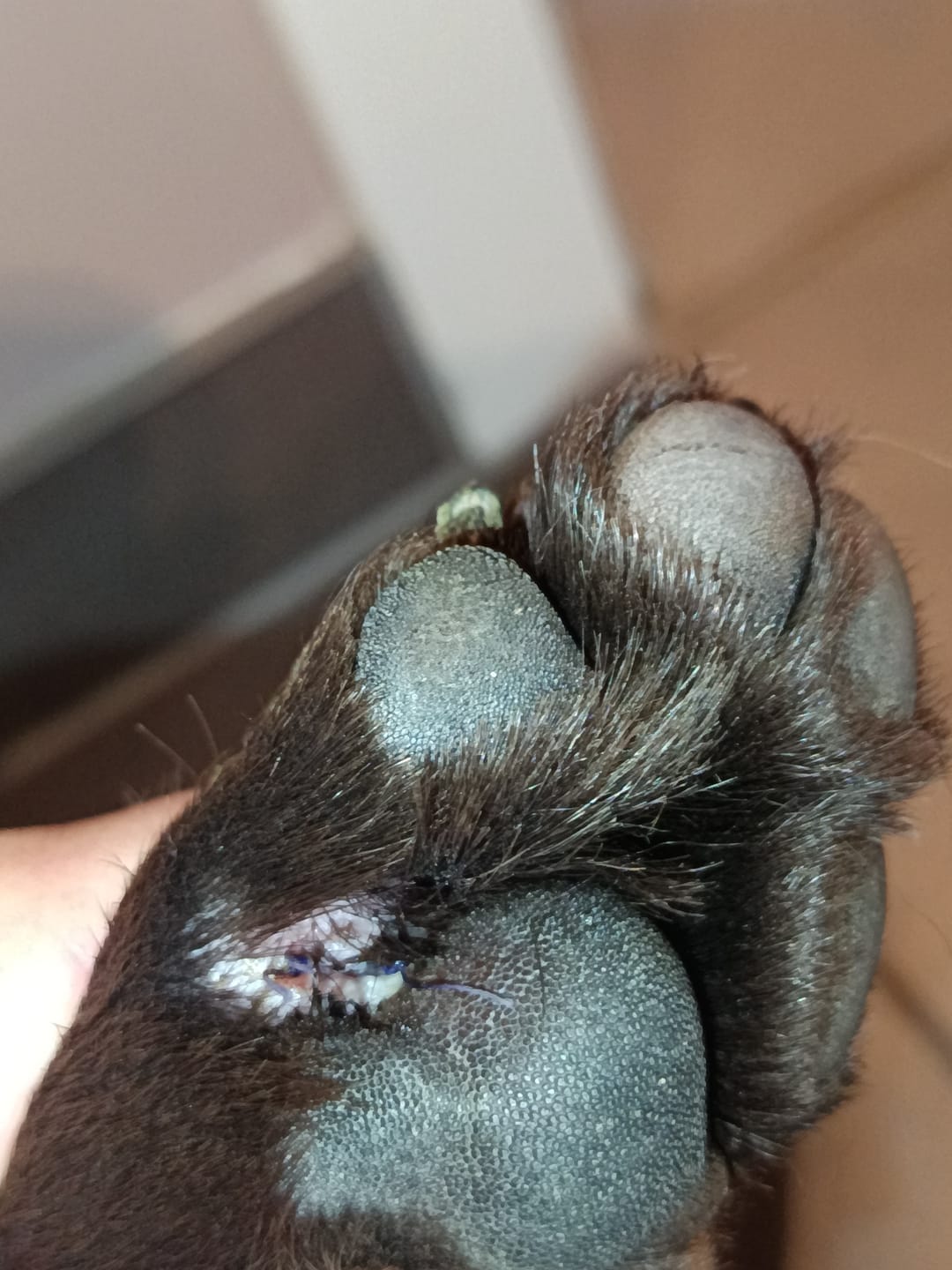 Customer photo review of Silberspray für Hunde und Katzen mit 50ppm