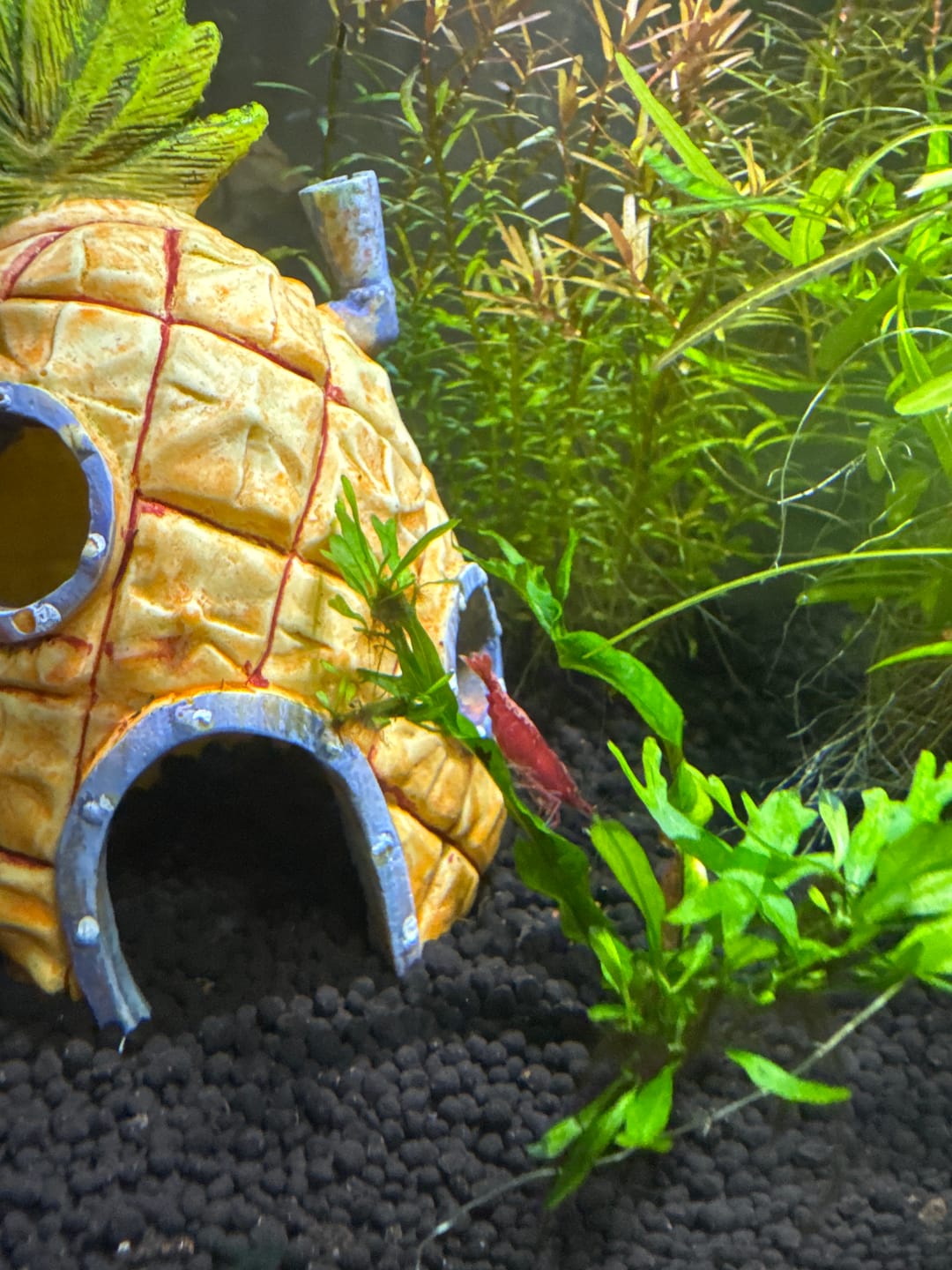 Customer photo review of Fire Red Cherry Shrimp