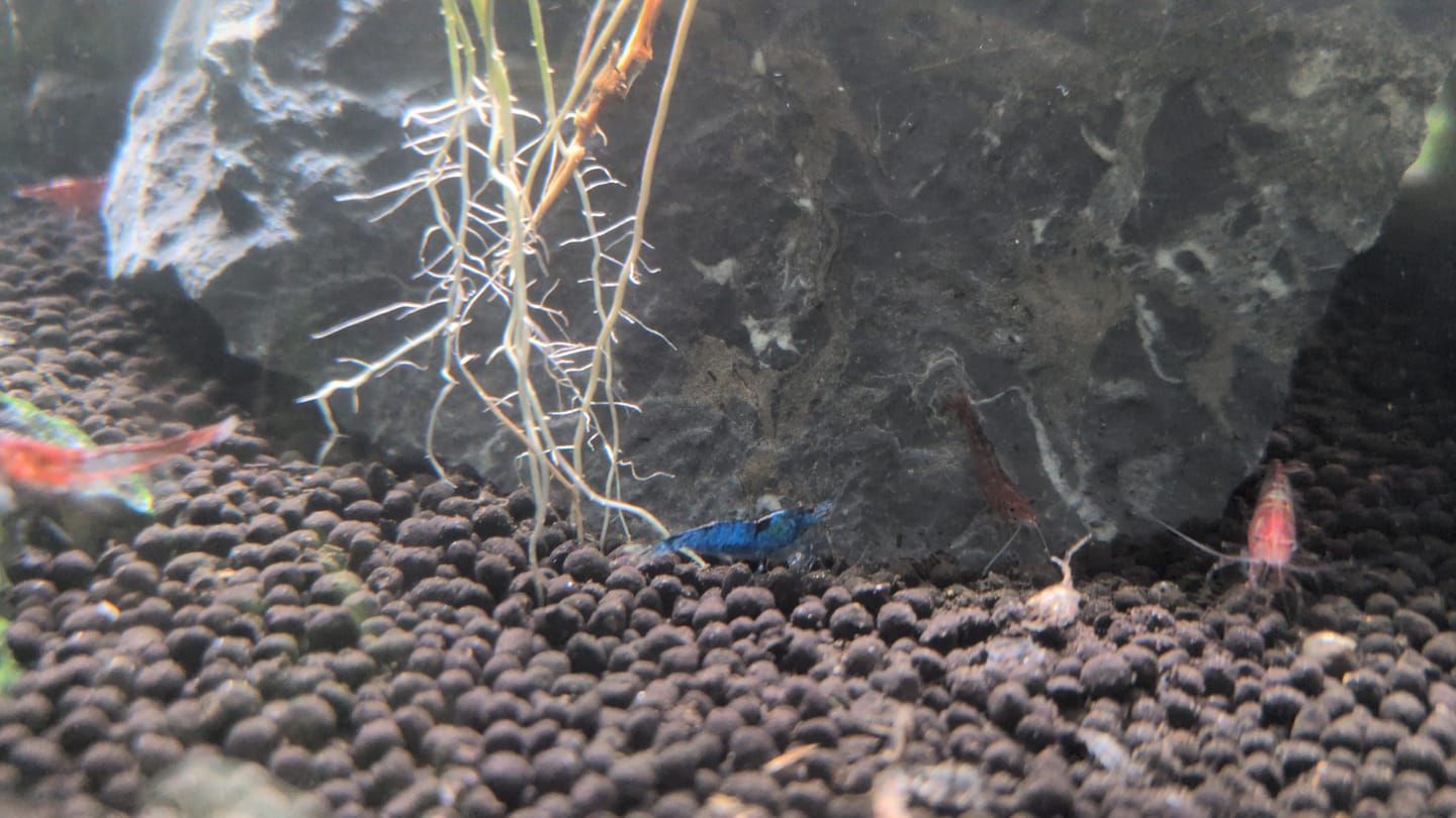 Customer photo review of Blue Dream Shrimp