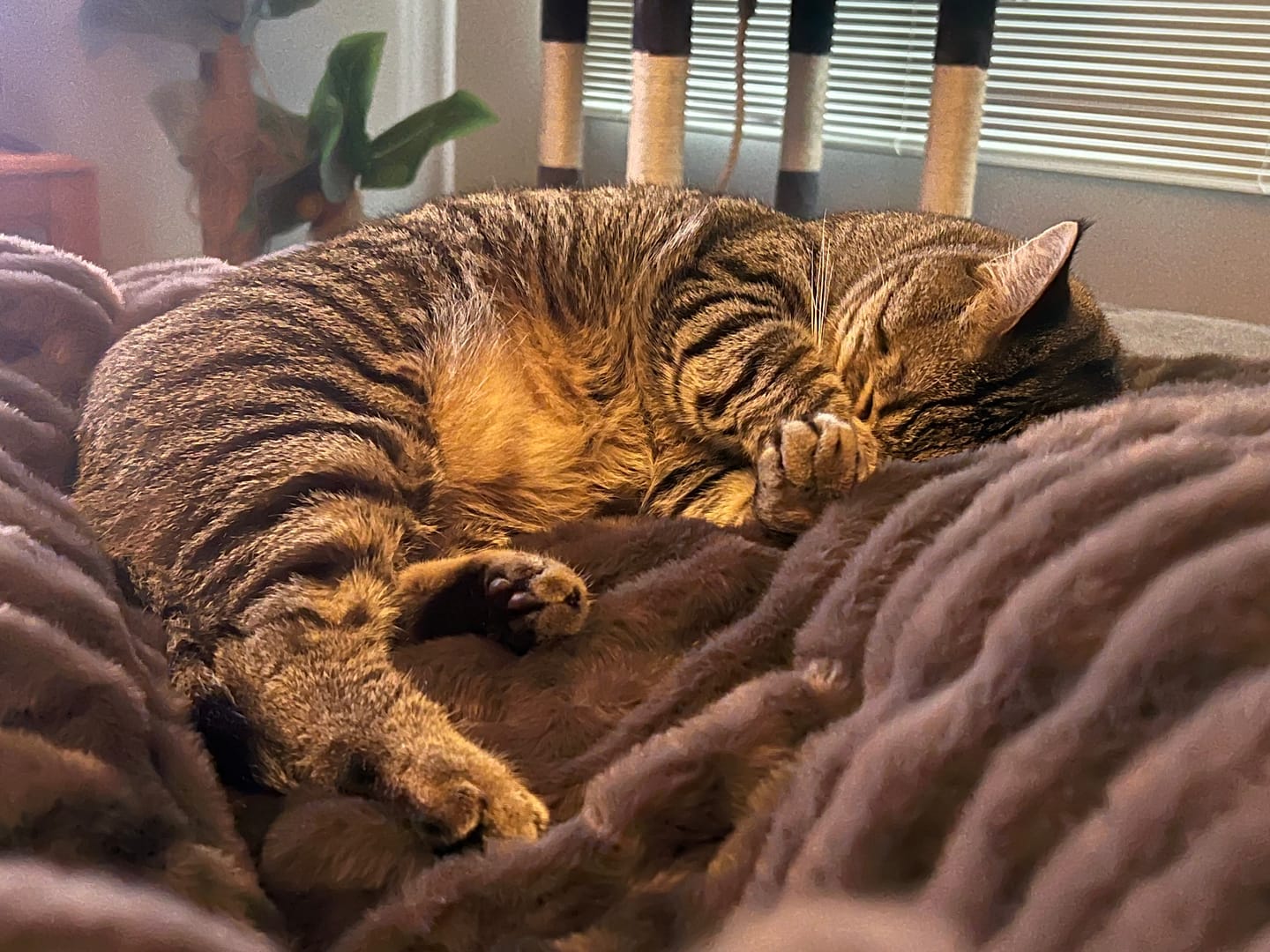 Customer photo review of Dark Chocolate Minky Blanket
