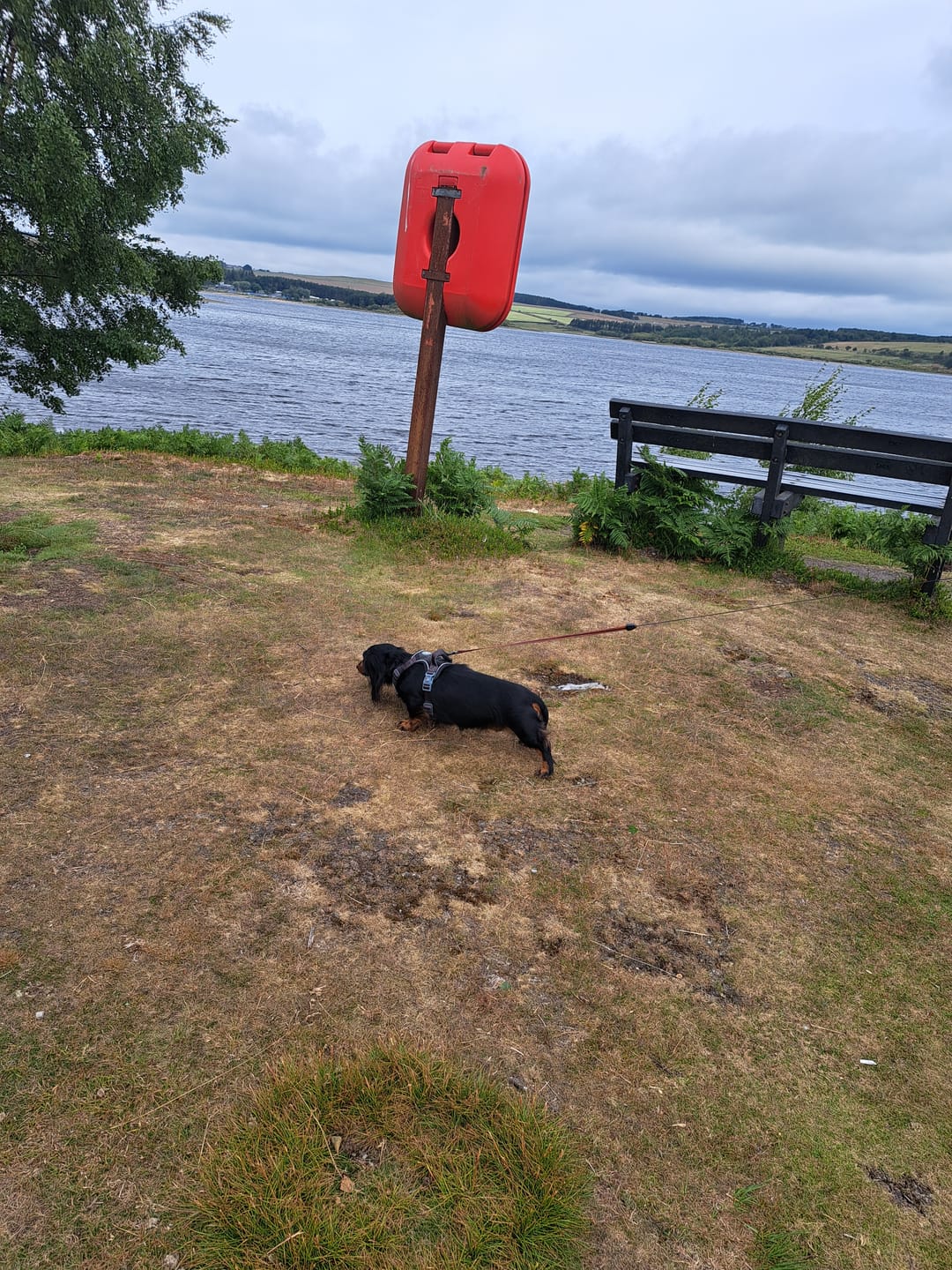 Customer photo review of Trail & Glow Tweed Dog Harness - Colour Drops - Charcoal Tweed