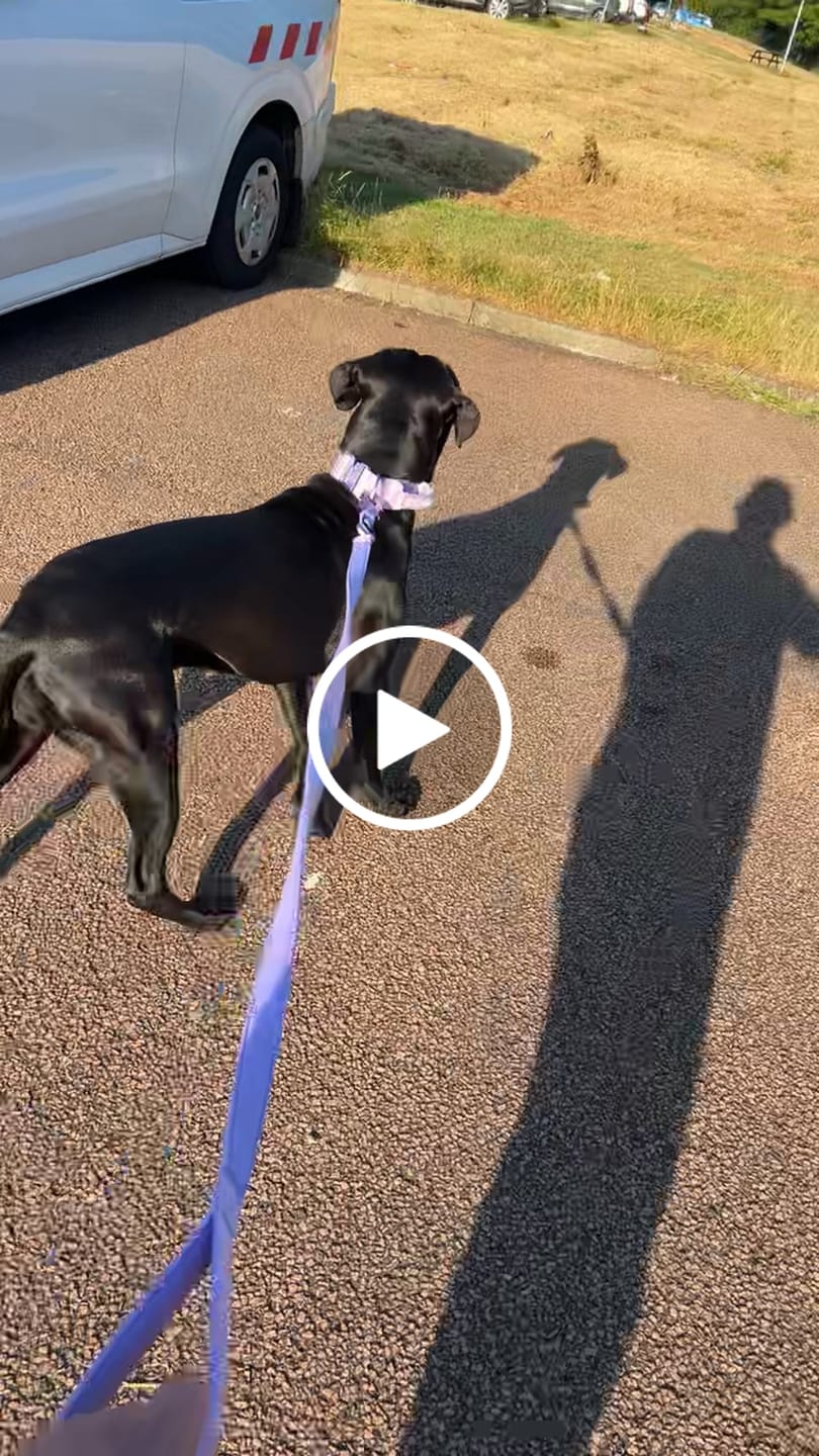 Customer video review of 1.4m Lighter Swivel Combat Lead | Anti-Tangle & Secure Clip - Lavender X Ube