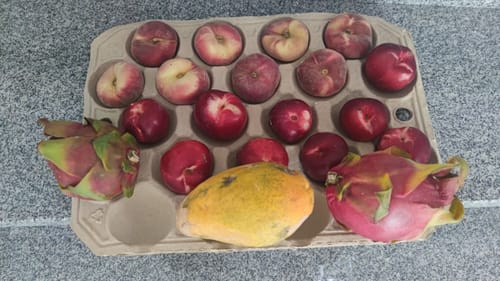 Ein Kunde zeigt eine Auswahl aus seiner Bio Retterbox: Pfirsiche, Nektarinen, eine Papaya und zwei Drachenfrüchte in der Pappschale.