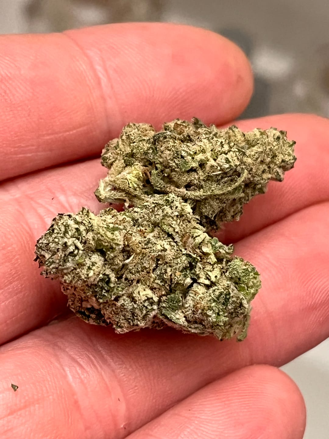 Customer photo review of Gorilla Glue Indoor Minis - Bulk Minis - Hybrid