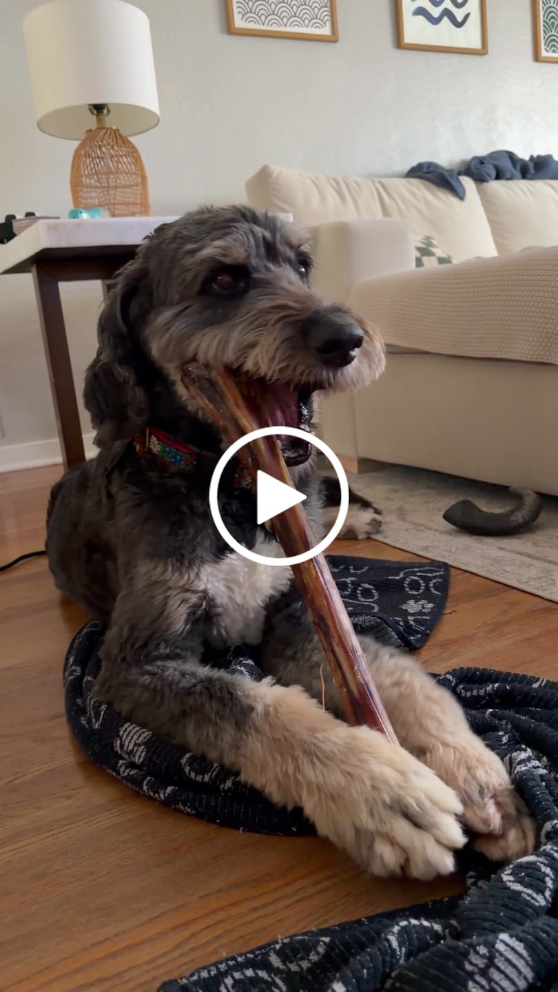 Customer video review of Ostrich Long Bone (19" x 3.5"): The Ultimate Challenge for Medium, Large & Extra-Large Dogs