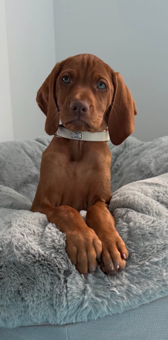 Customer photo review of Boneflex+ Collars Silver