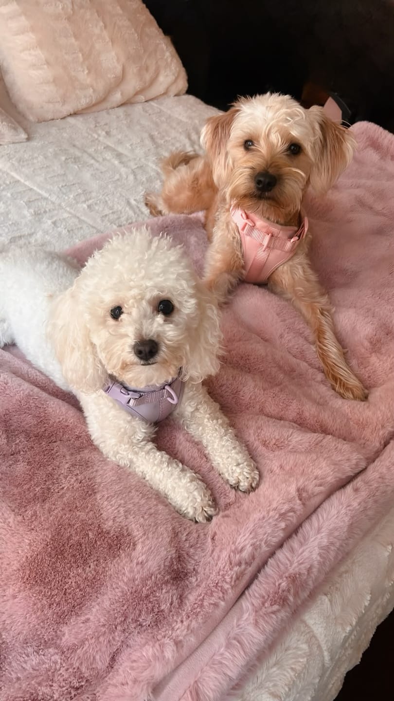 Customer photo review of Arnés Paws