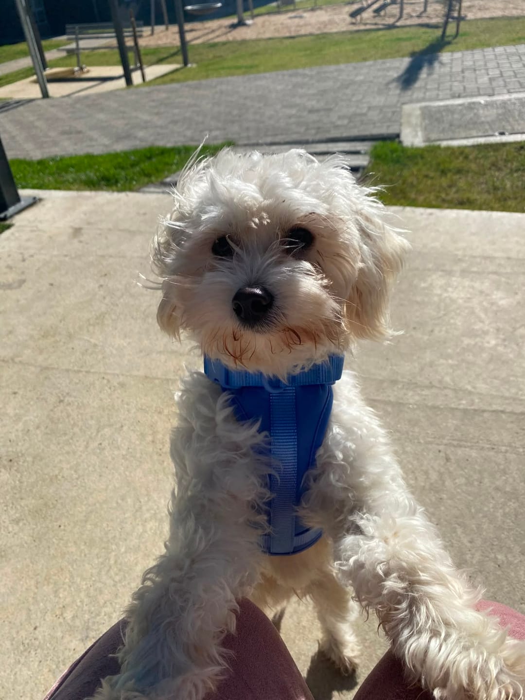 Customer photo review of Arnés Paws