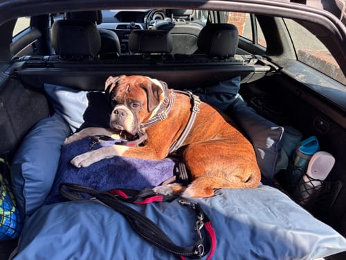 Reviewer's boxer dog relaxing in the comfy Dog Dock V2, which fits securely in their car's boot.