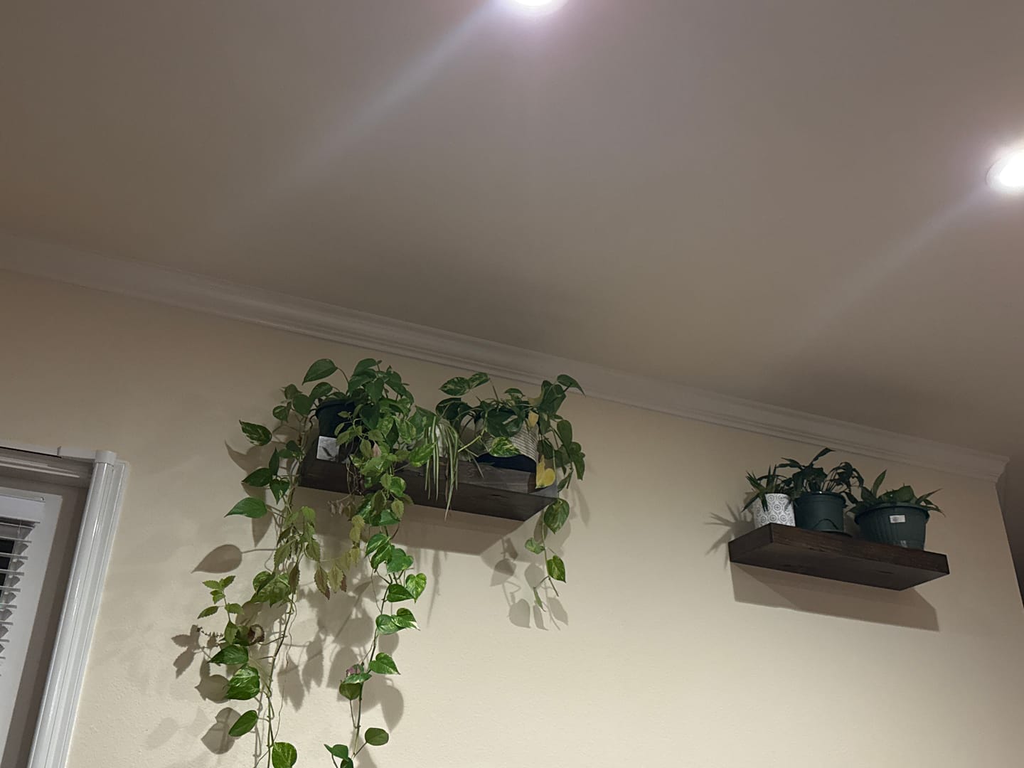 Customer photo review of Distressed 3" Thick Pine Floating Shelves