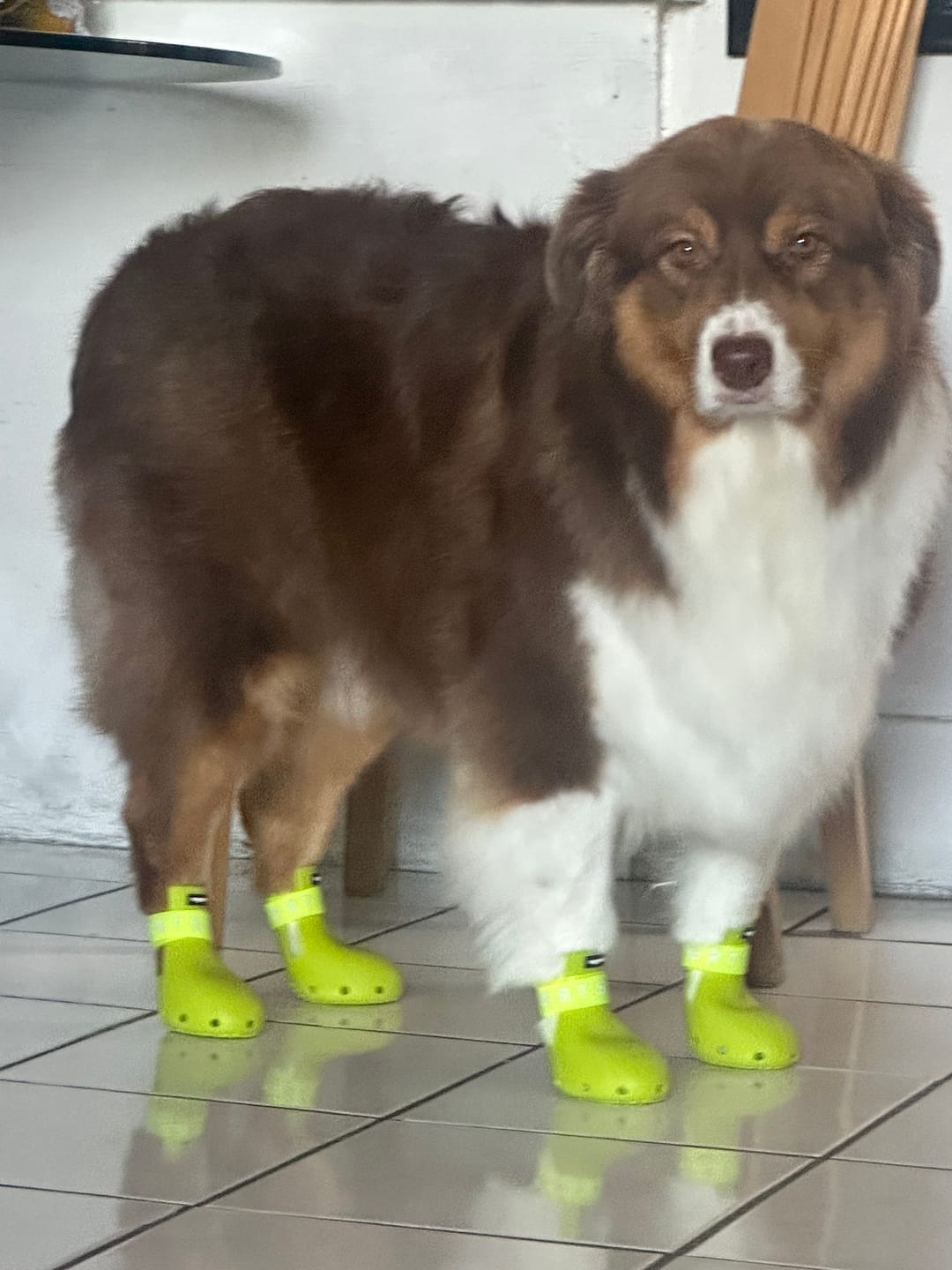 Customer photo review of WagWellies® Sport