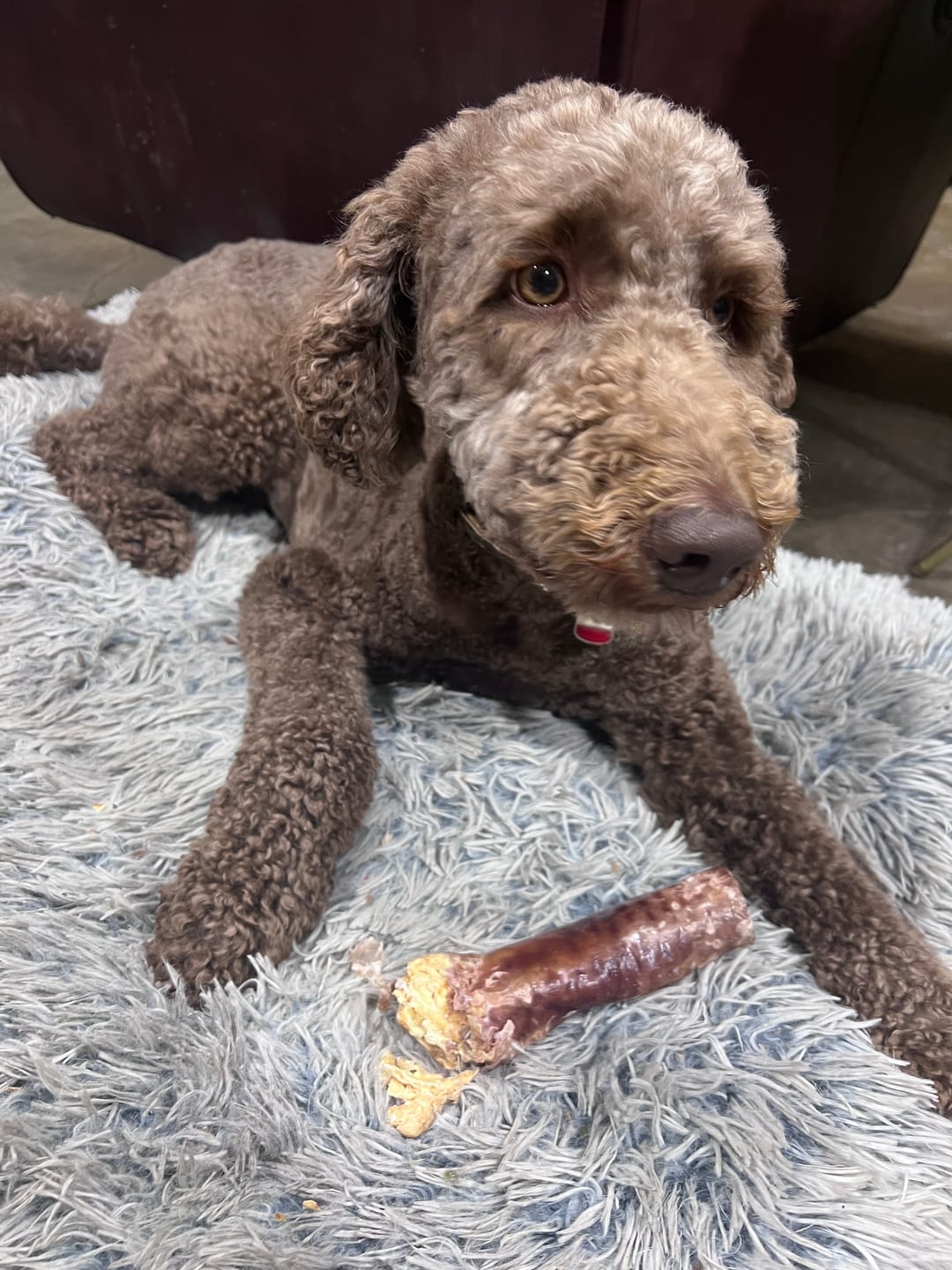 Customer photo review of 6 Inch Trachea Wrapped in Jerky