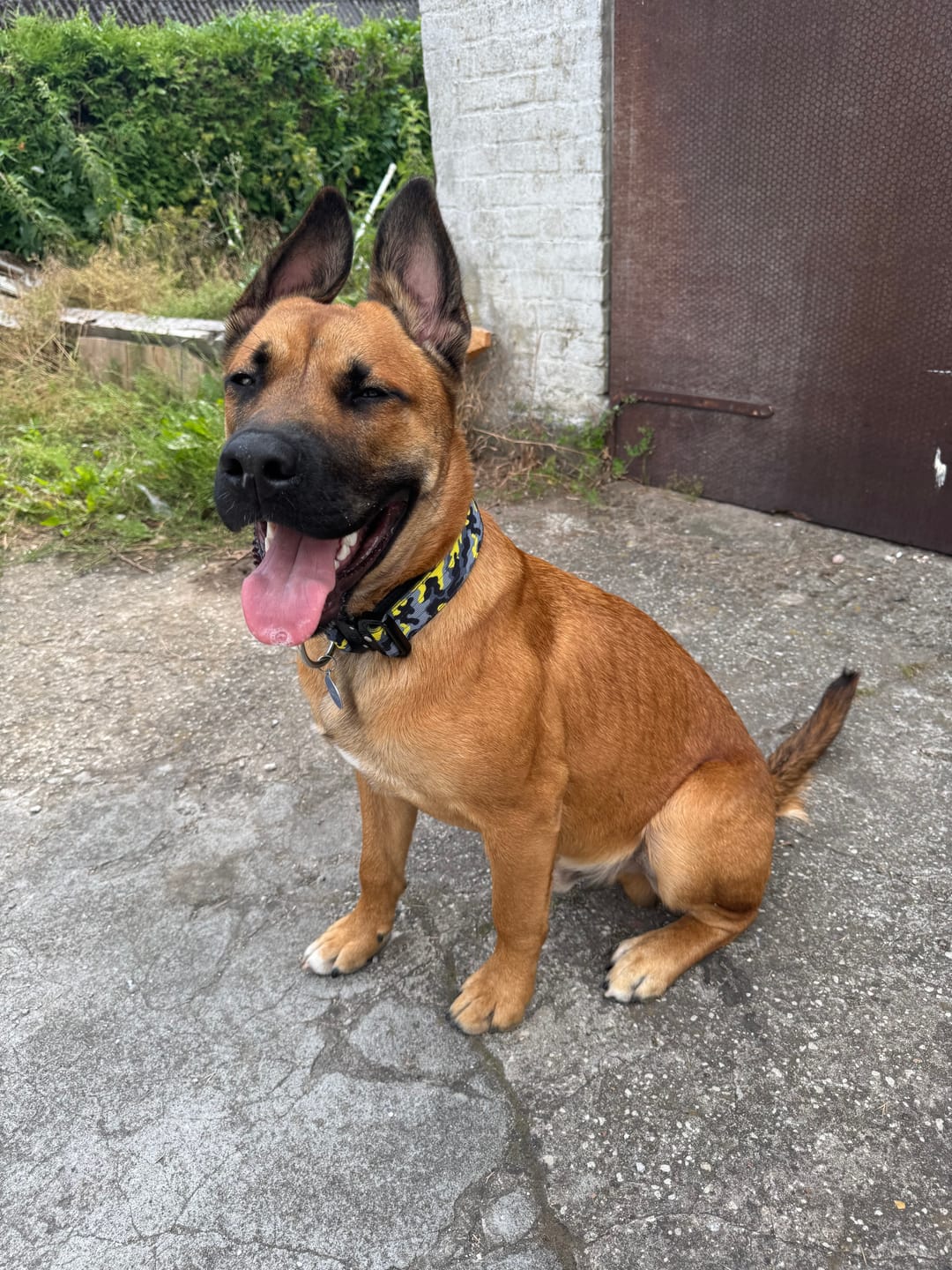 Customer photo review of 4cm Combat® Collar | With Handle & Secure Clip - Lightning