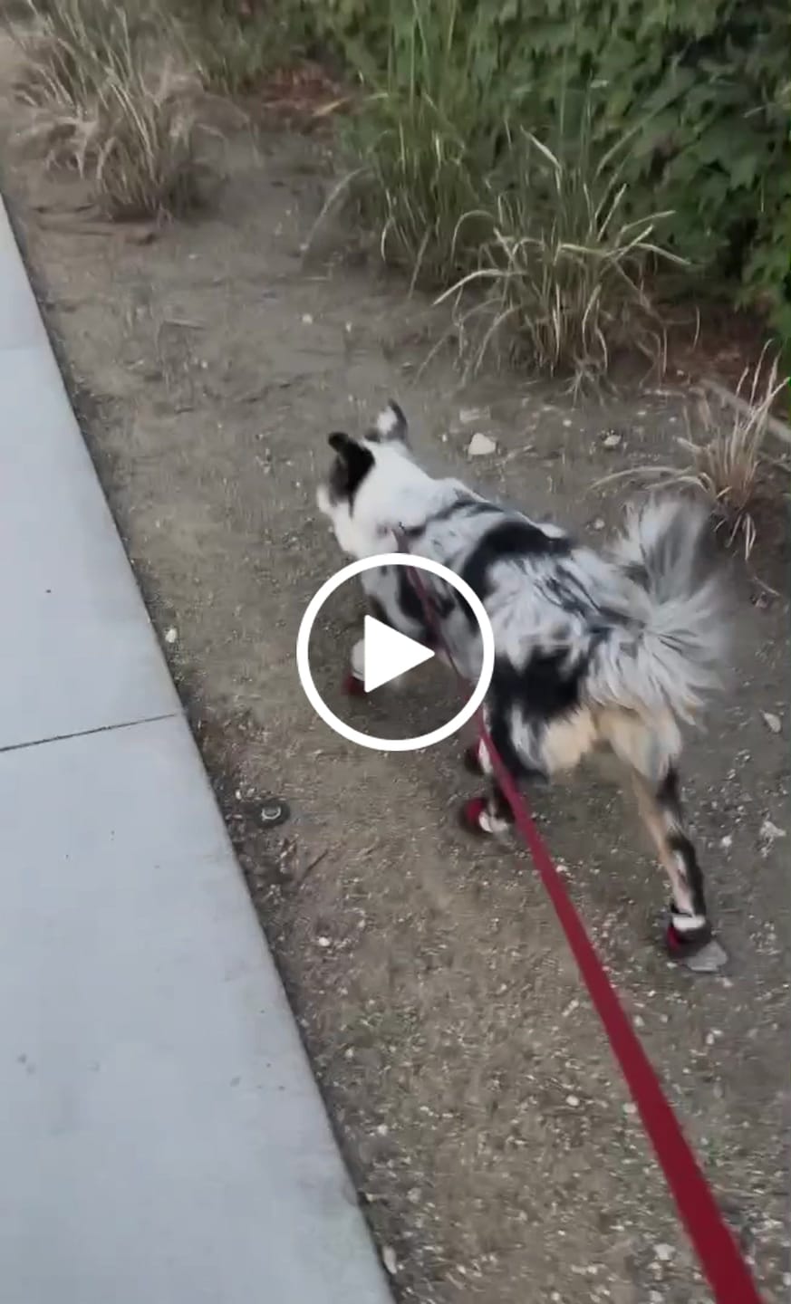 Customer video review of AIR PUP DOG SHOES - SET OF 4