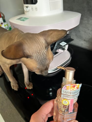 Customer holds a bottle of & Honey Melty Moist Repair Hair Oil while their curious hairless cat looks on.