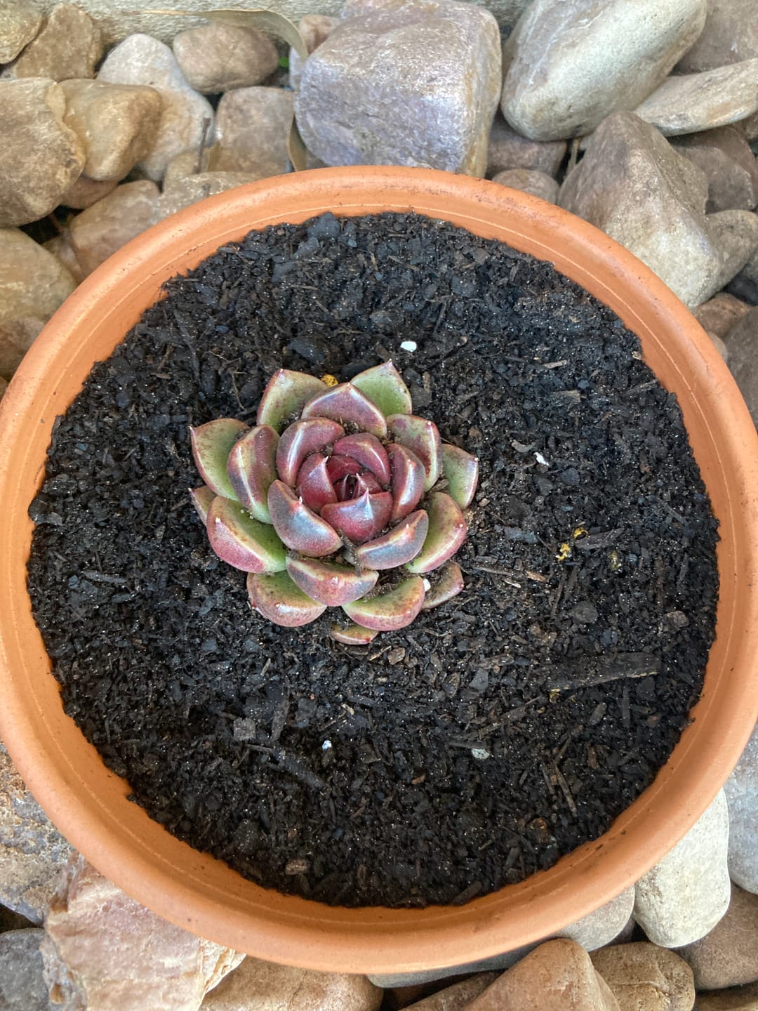 Customer photo review of Echeveria 'Black Rose'