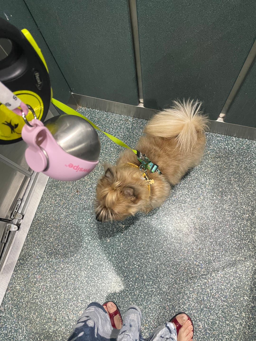 Customer photo review of PawSipe™ Çelik Köpek Yürüyüş Matarası