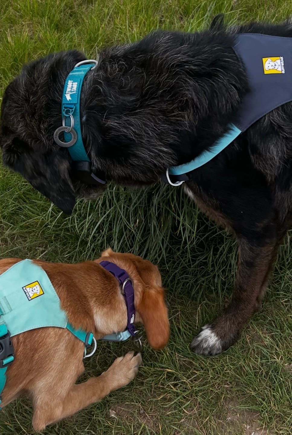 Customer photo review of Tidal Waterproof Collar