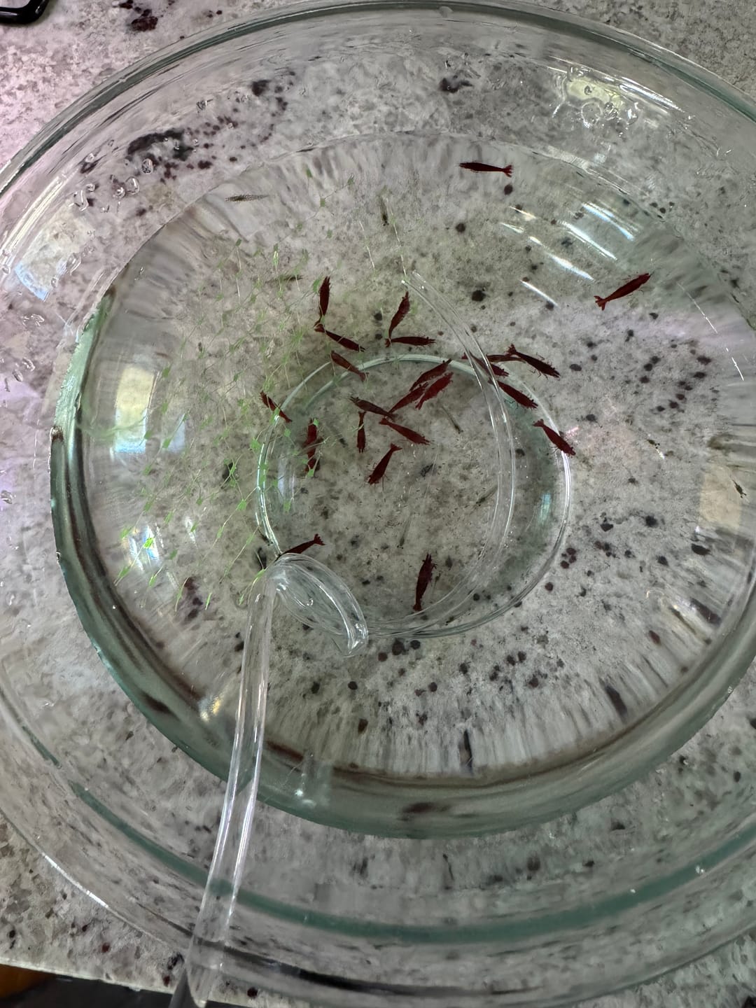 Customer photo review of Amano Shrimp