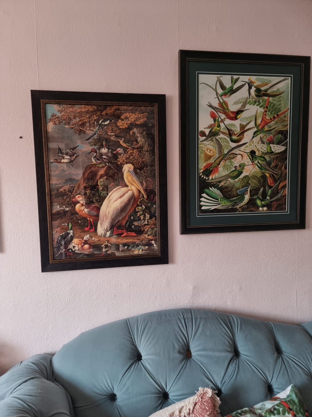 Customer photo review of c.1683 Pelican Painting