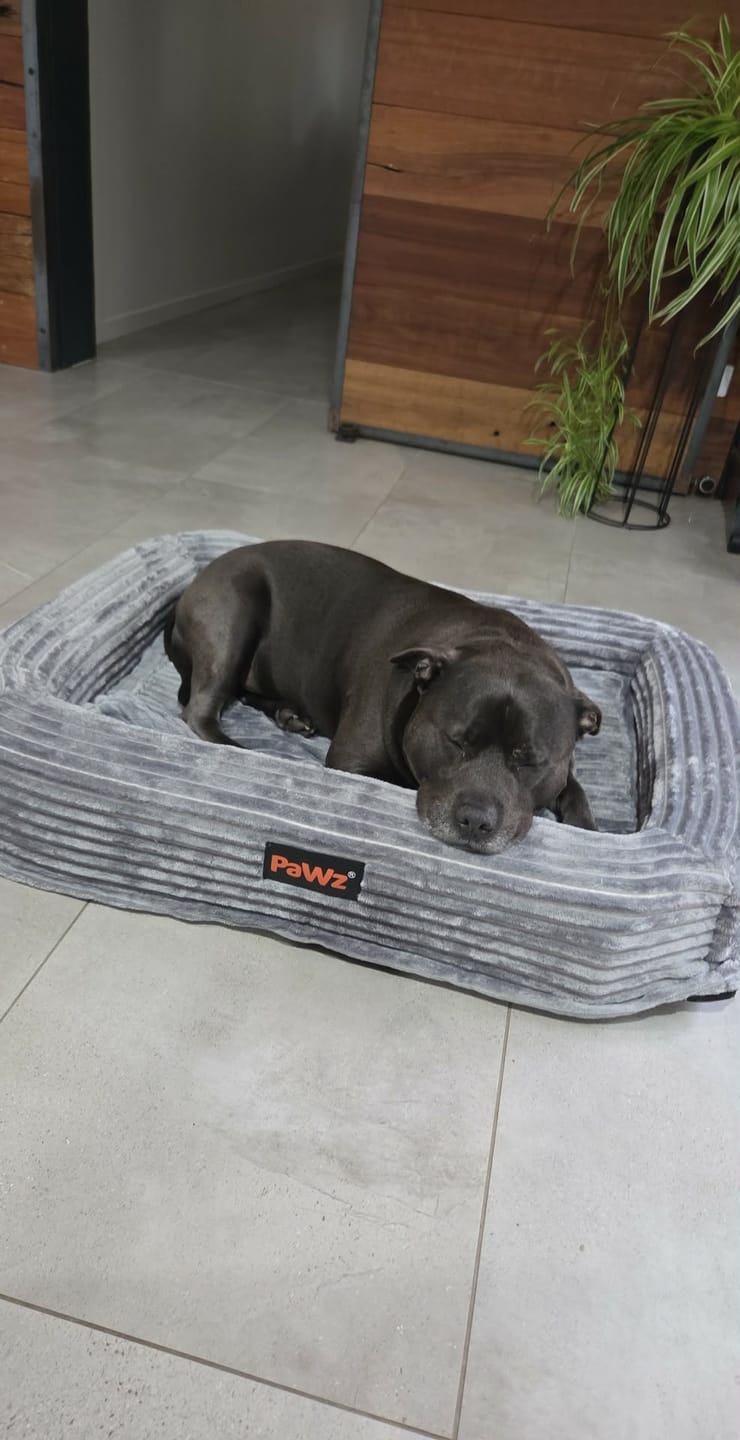 Customer photo review of Pet Calming Bed – Waterproof & Washable