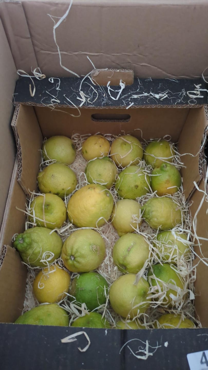 Customer photo review of Ätna Zitronen Bio aus Sizilien 4kg Box Sparpreis %