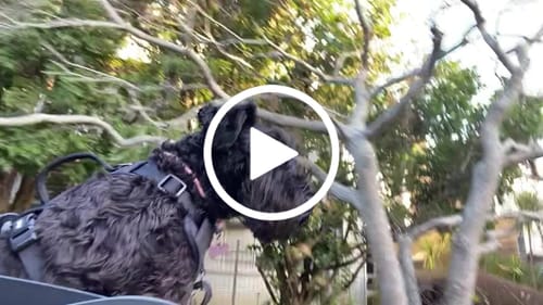 Customer video review of Kvisp Dog Bike Carrier