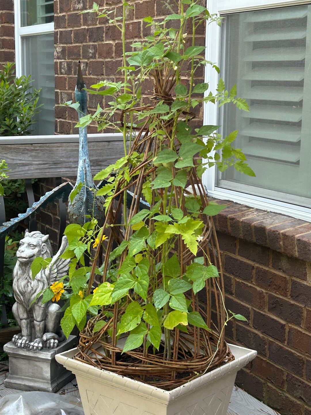 Customer photo review of The Willow Plant Support (3.8 Feet Tall)