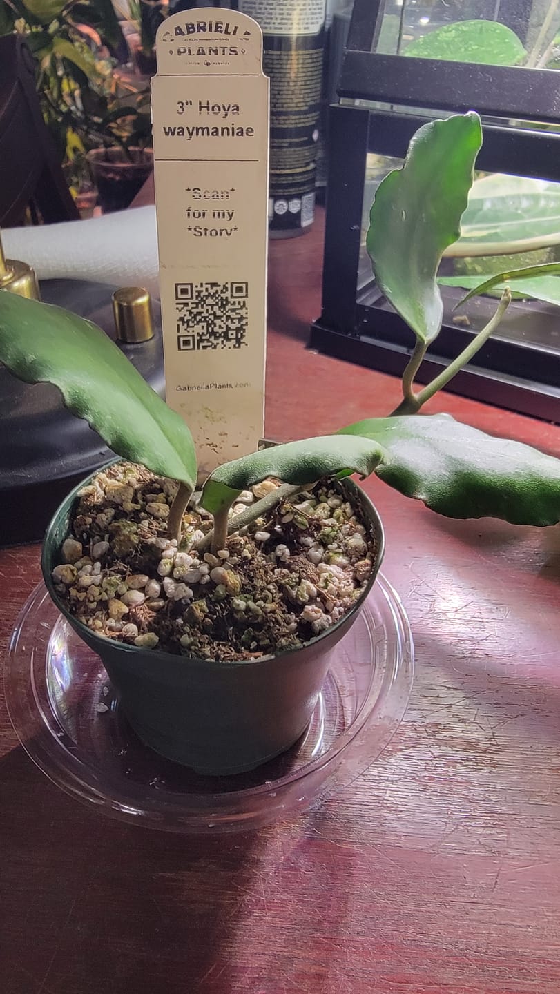 Customer photo review of Hoya waymaniae