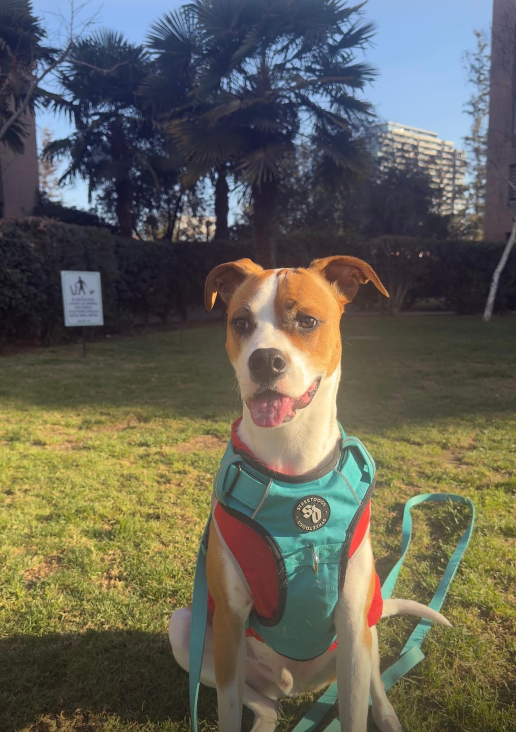 Customer photo review of Correa Larga para Perros - Light | 10 mts | Turquoise