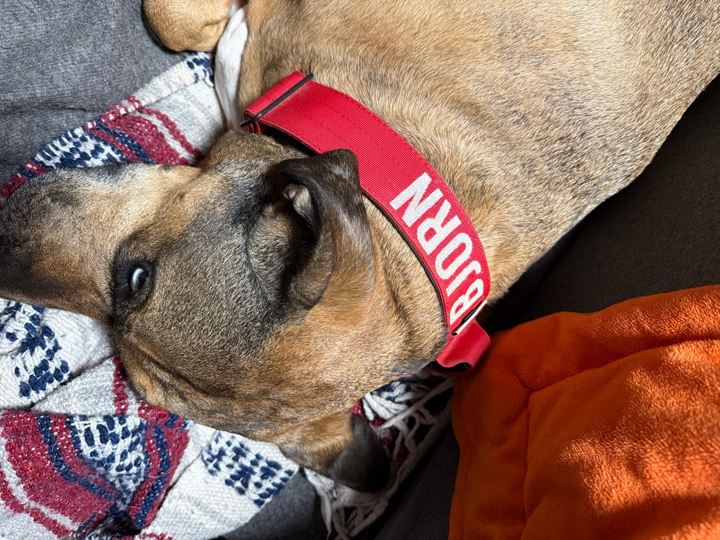 Customer photo review of Bully Proof Collar