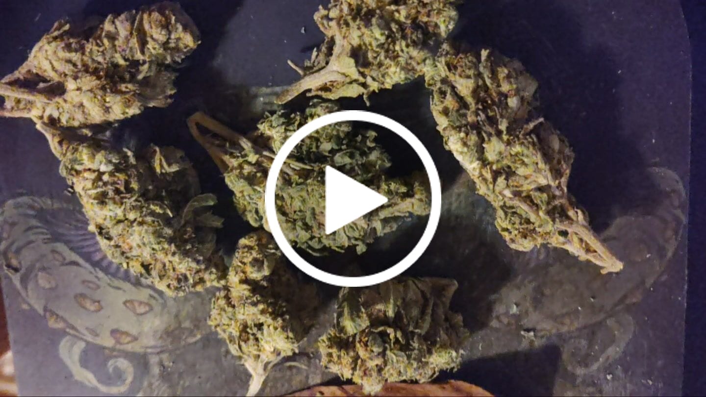 Customer video review of Runtz - Bulk - Hybrid