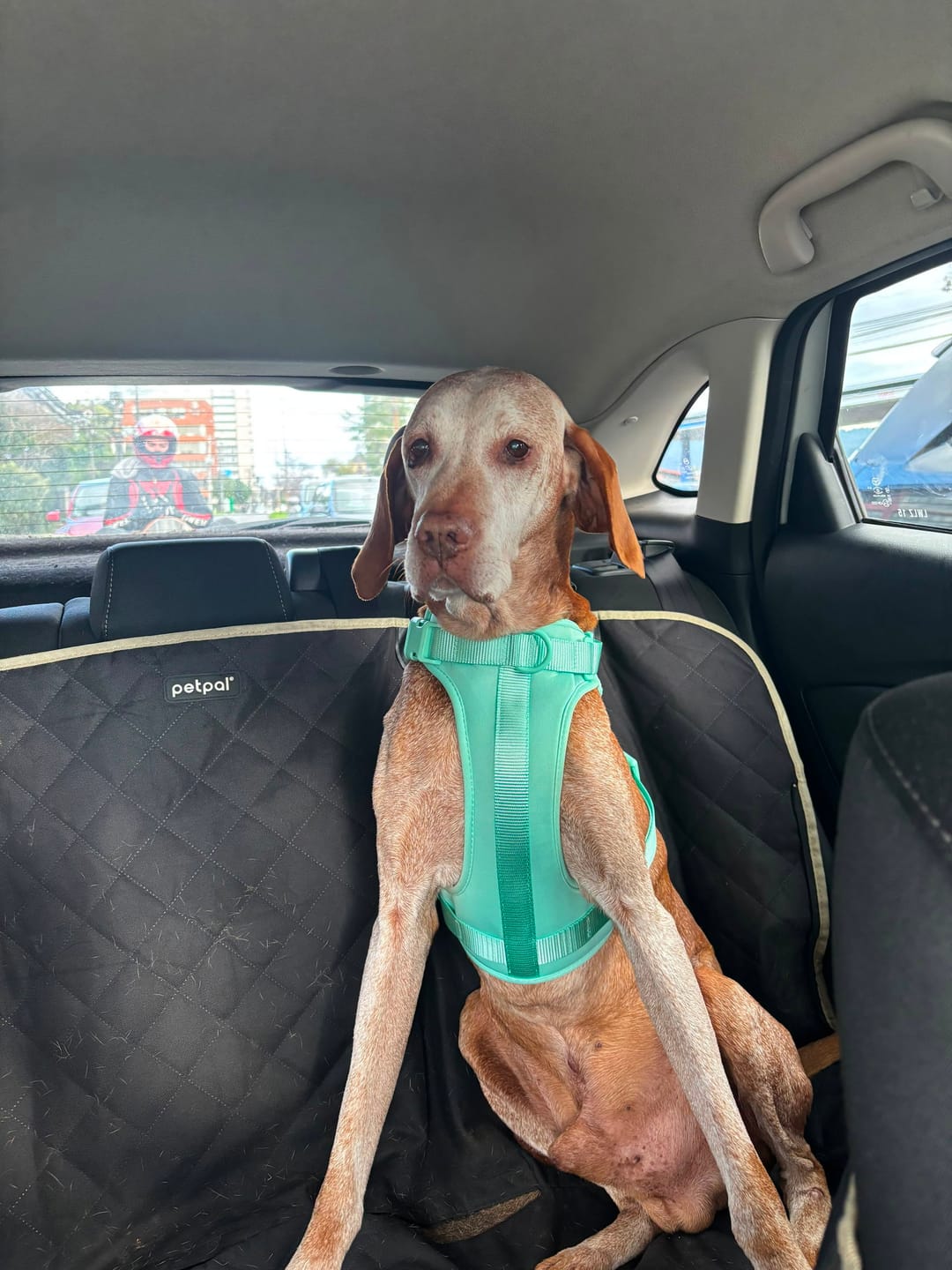 Customer photo review of Arnés Paws